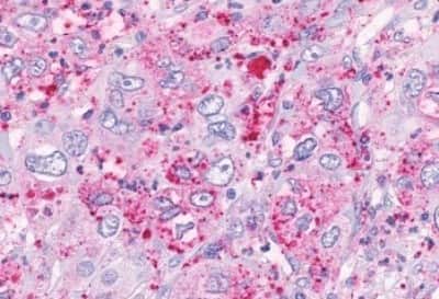 Immunohistochemistry-Paraffin: FFAR3/GPR41 Antibody [NBP3-14319]